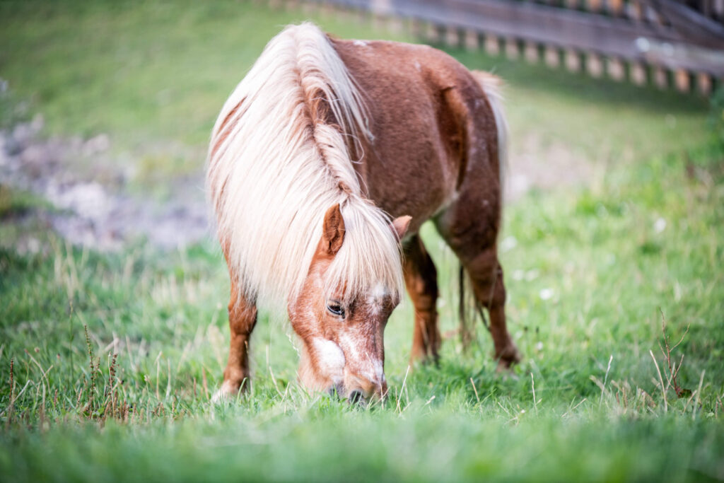 Pony auf der Wiese beim Grasen